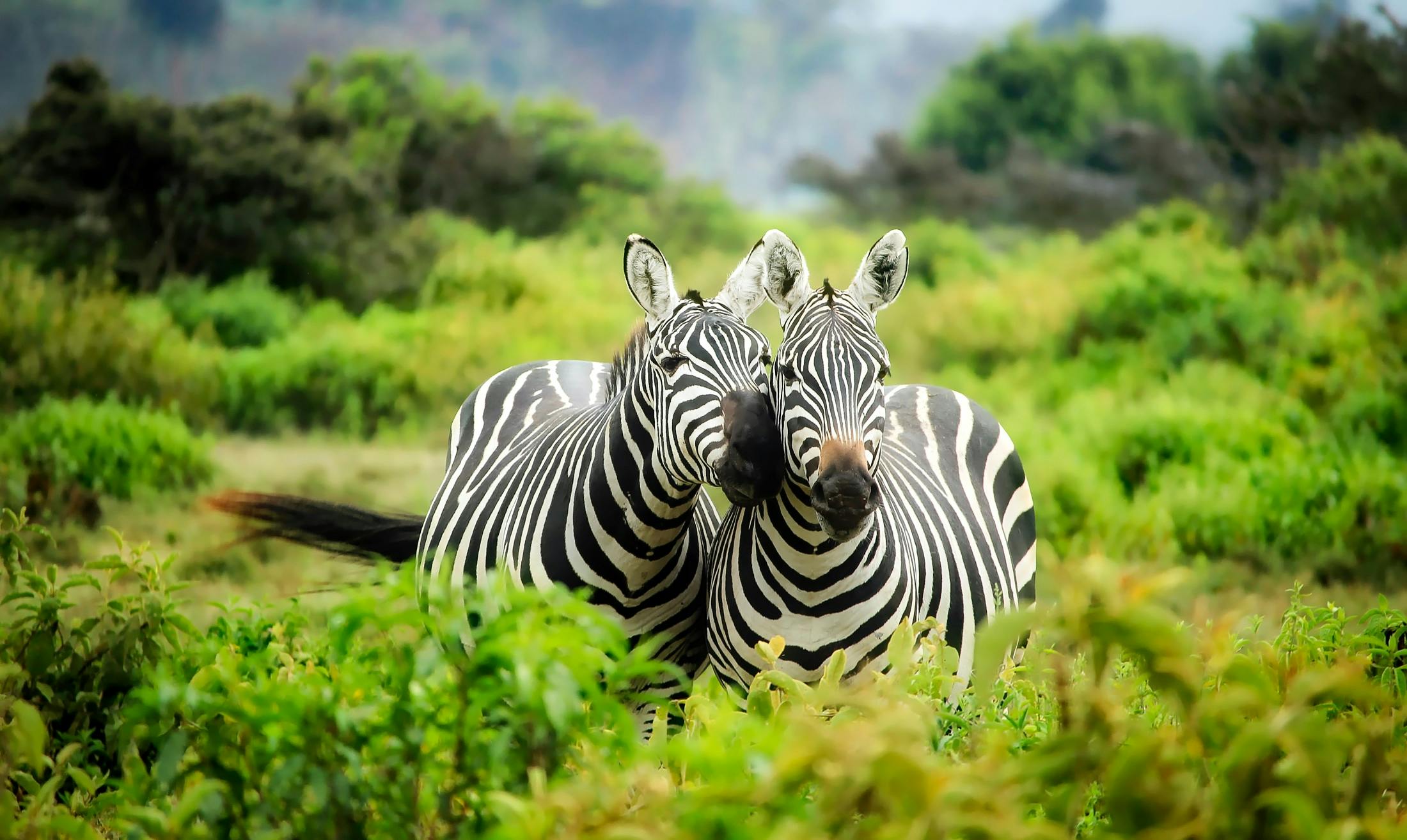 Wildlife