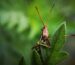 The Grasshopper – A Silent Eco-Warrior